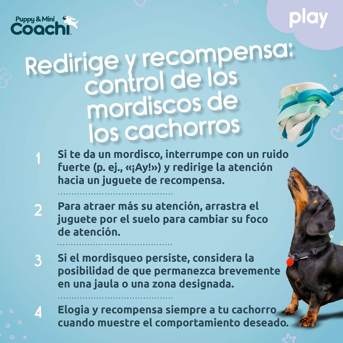 Pseća igračka Coachi PUPPY & MINI TUGGI SPIDER Zelena