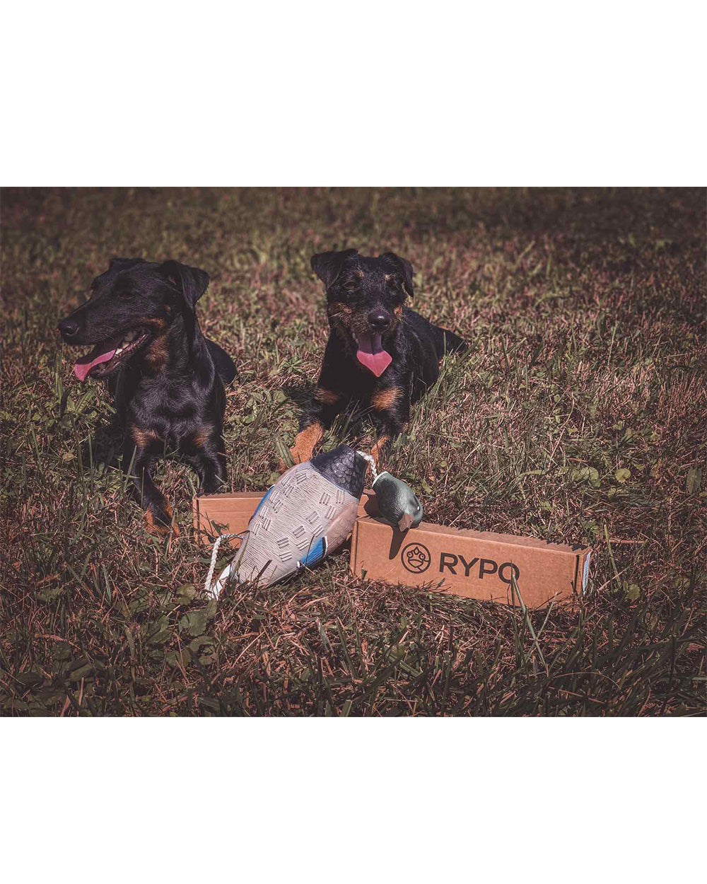 Aport "Duck" Rypo